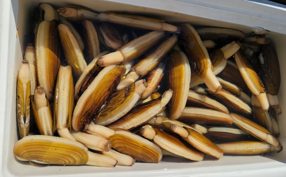Alaska Razor Clam Digging Kenai River Krog's Kamp
